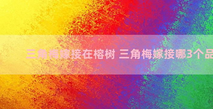 三角梅嫁接在榕树 三角梅嫁接哪3个品种最好